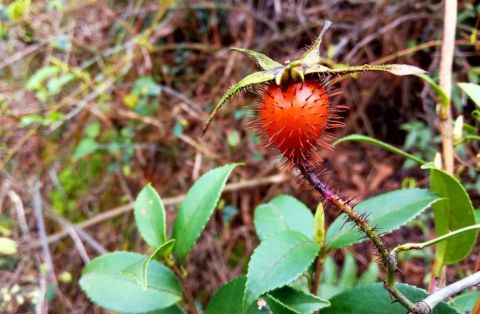 这个果子学名叫"金樱子",我们这叫它"刺梨儿",顾名思义就是因为果子上