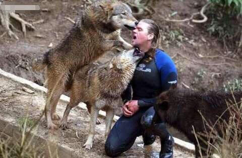 英国"狼人"跟一群混血狼同吃同住 邻居抱怨不已