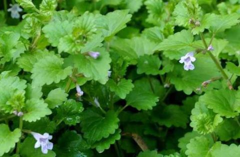 新疆及西藏外,各地都有不同的叫法,钱艾,也蹄草,透骨消,透骨风,过墙风