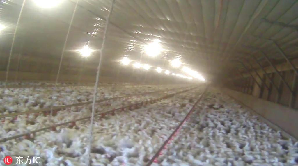 2015年爆出的美国麦当劳供应商虐鸡视频片段，可以看出这些鸡的生活环境十分拥挤。图@东方IC
