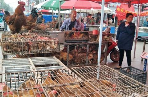 小伙农村大集卖鸡一天卖500只,母鸡卖不掉,公鸡很抢手!