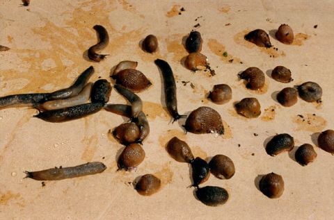 怎样防止鼻涕虫和蜗牛侵害花园房屋?秘密武器:关灯