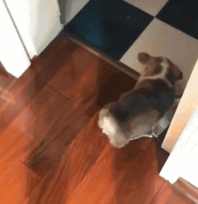 养了一只小柯基,没想到它那么勤快,都学会拖地了.