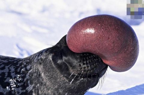 这种海豹生气的时候鼻子会像球一样膨胀起来,像是在表演顶球一样