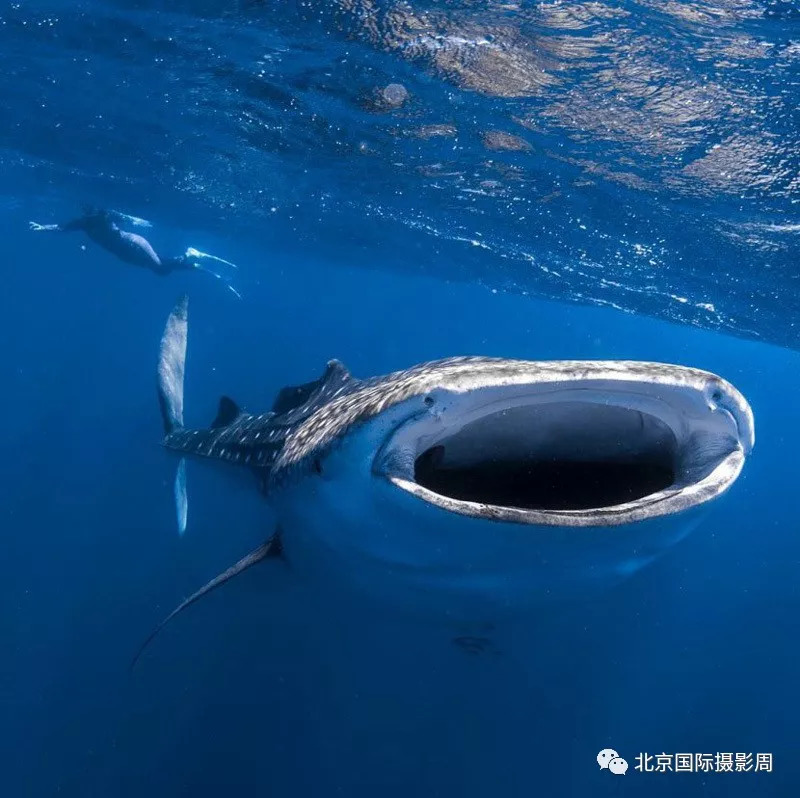 来自海洋深处的震撼 | 镜头中的海底世界