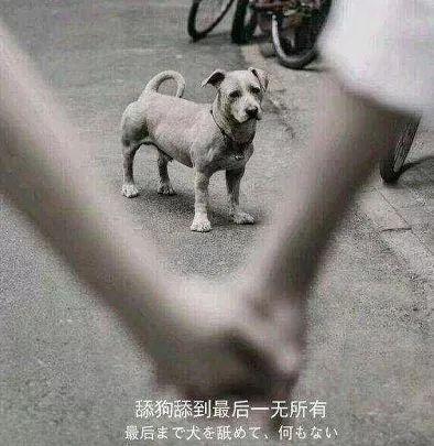 答应我,别做舔狗好么