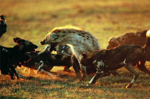 动物界种的残酷画面,狮,虎,豹等猛兽在终极杀戮者面前不堪一击