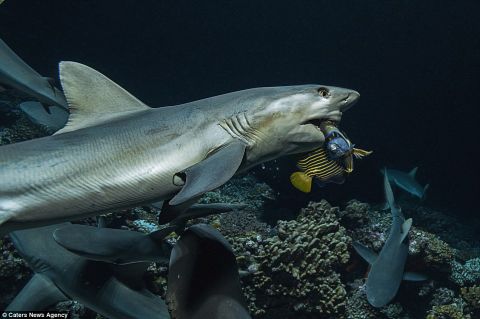 潜水拍拍摄到数百条鲨鱼疯狂进食的瞬间|鲨鱼|巴列斯塔|潜水员_新浪网