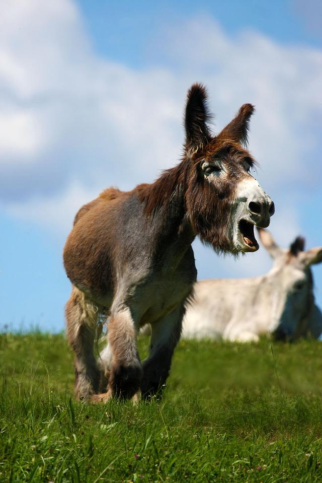 动物世界逆袭的典范驴子也能拍的唯美可爱