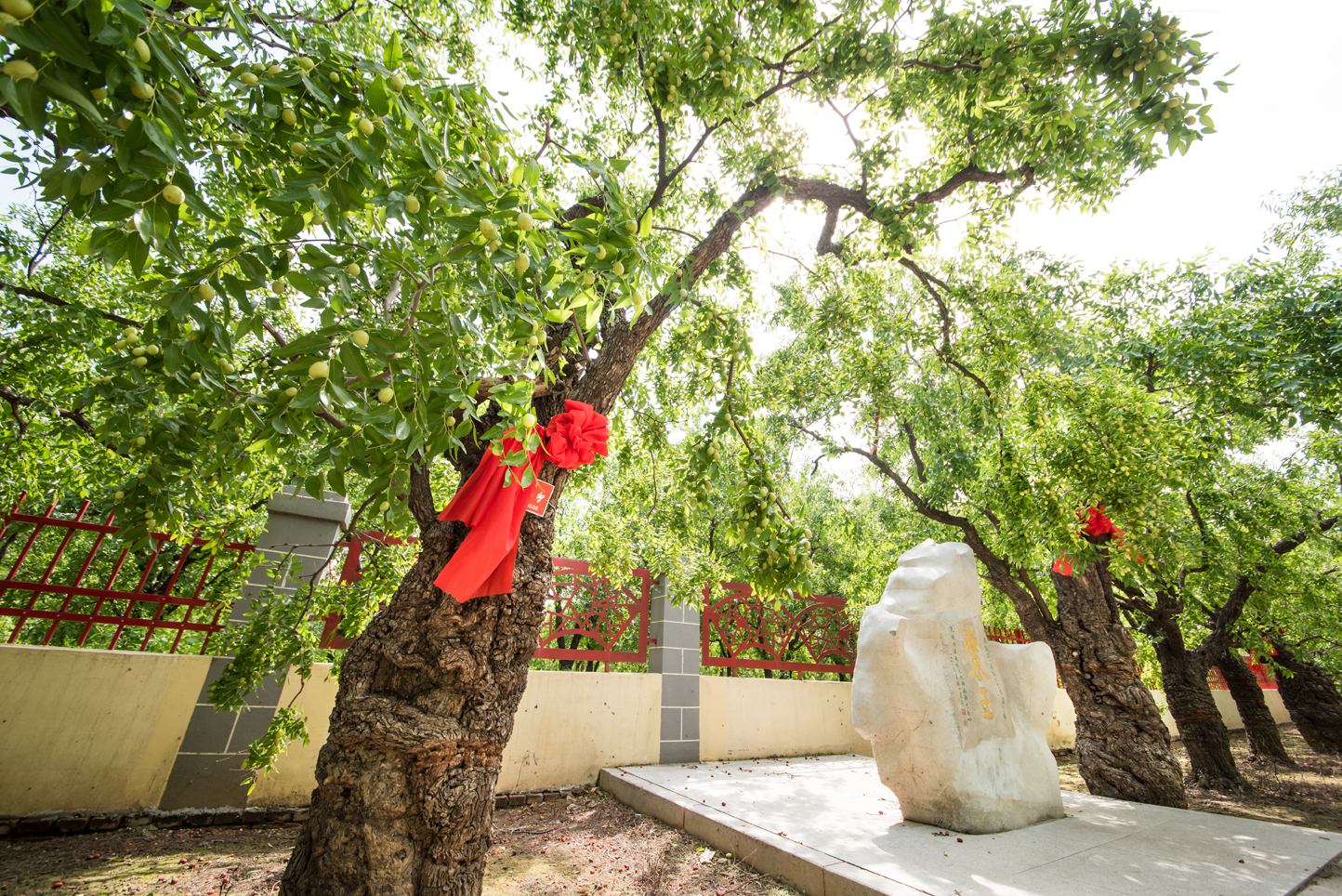 5万元拍下千年古枣树采摘权,他要将枣果捐给抗战老兵