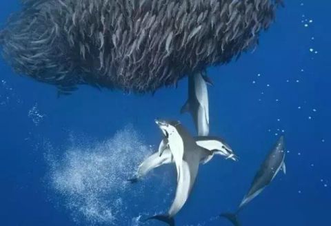 摄影师海底发现鲨鱼和海豚围捕鱼群,竟无从下手