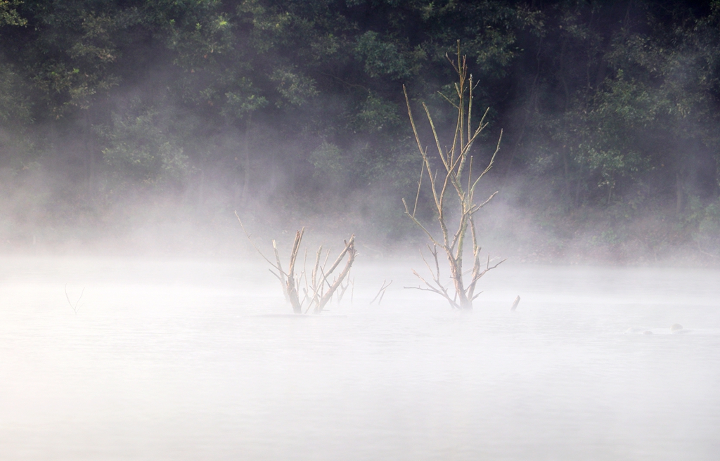 今日寒露天寒露重雾笼纱水汽氤氲水墨画