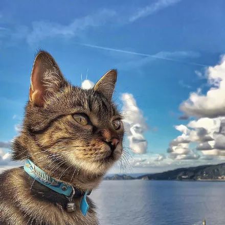 主人家的猫们都有着有英俊的侧颜霸气侧漏张张都帅爆了