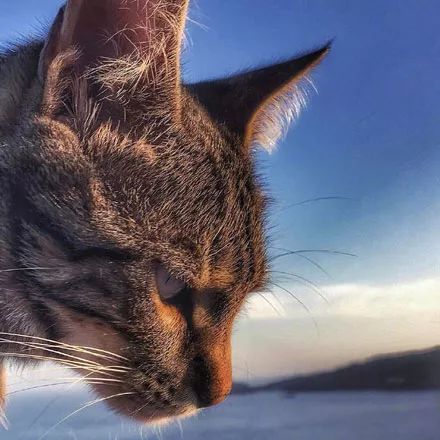主人家的猫们,都有着有英俊的侧颜,霸气侧漏,张张都帅爆了.