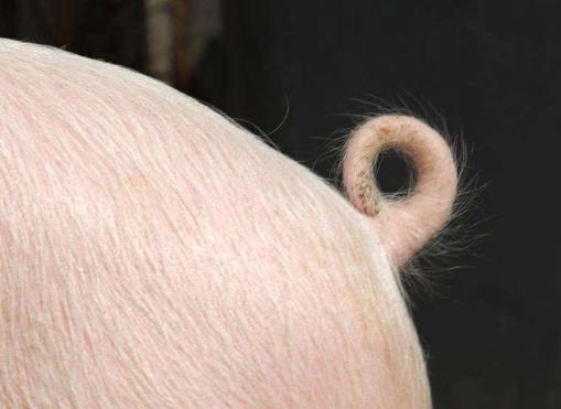 猪尾巴的作用有哪些