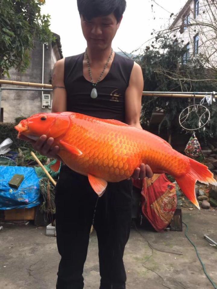 永嘉"田鱼王"重24斤长70多厘米