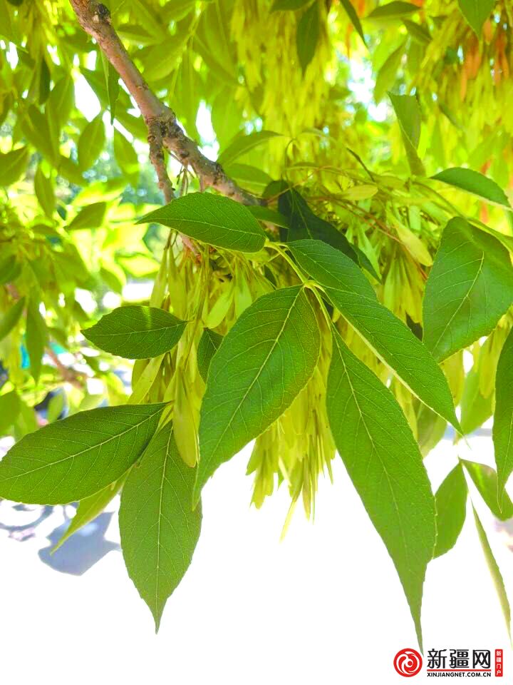 小叶白蜡落叶乔木.树皮暗灰色,浅裂.