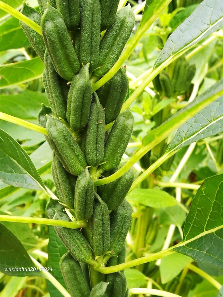 《芝麻成熟了》原创摄《明月》秋语摄于兰溪兰湖《金黄稻田》爱摄影爱