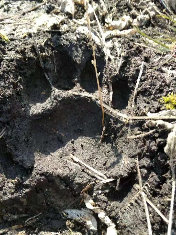 中国东北生态恢复  野生东北虎频现踪迹