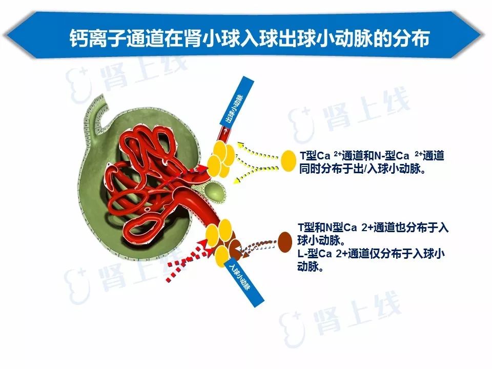 波依定是阮研药吗?