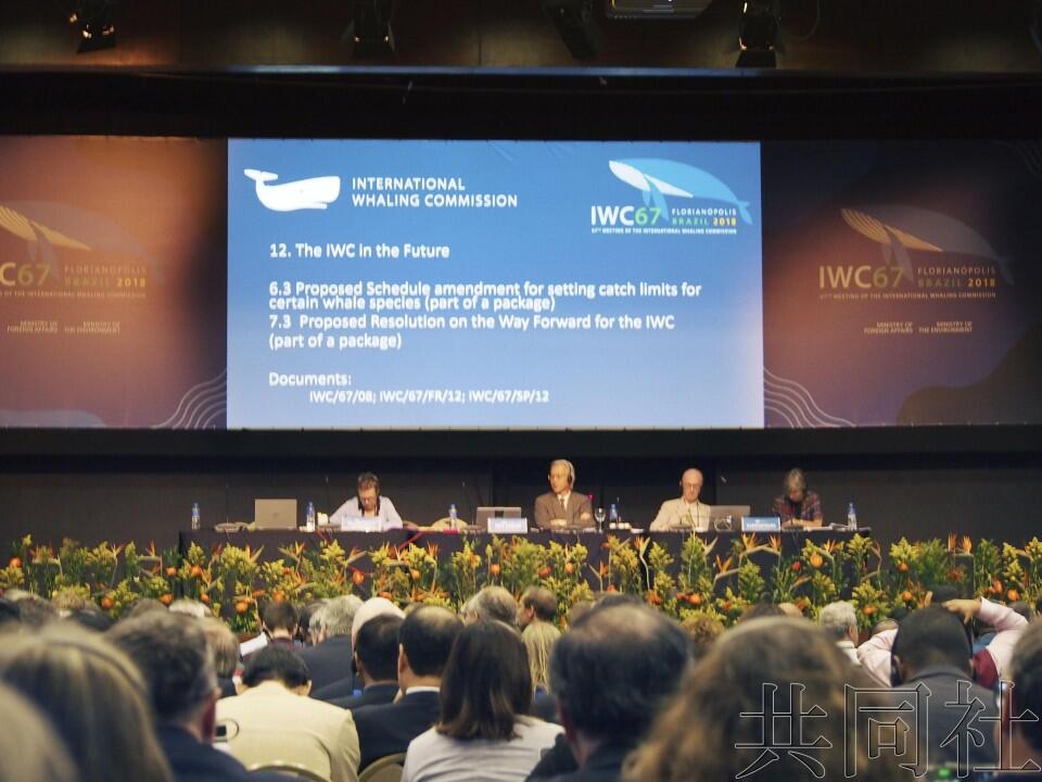 国际捕鲸委员会通过保护鲸类宣言日本重启商业捕鲸案或遭否决