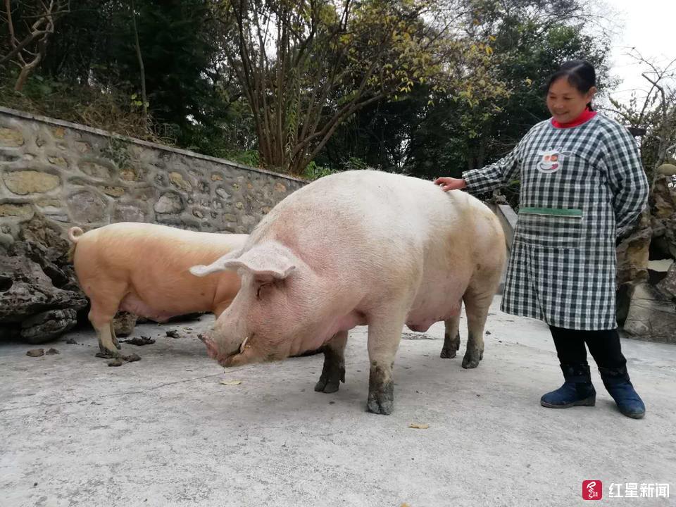 贪吃爱运动 四川威远有头"千斤猪"!主人:不杀了 留着观赏