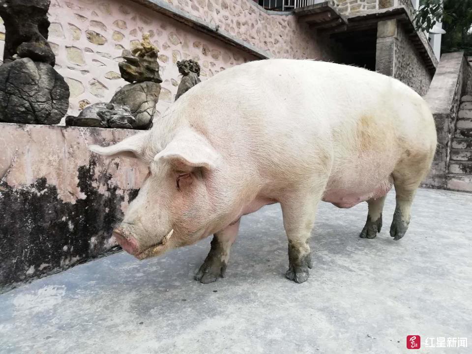 贪吃爱运动 四川威远有头"千斤猪"!主人:不杀了 留着观赏