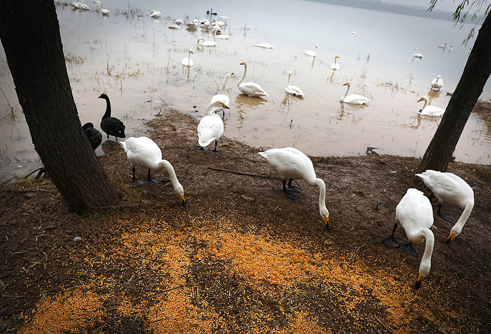 大天鹅的保姆们