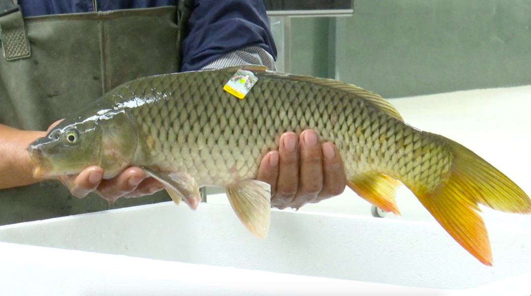 山東省首屆東阿黃河鯉魚烹飪大賽圓滿結束