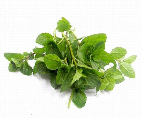 这叶子虽不起眼,但是能缓解感冒,治烫伤,家里有但从来不吃