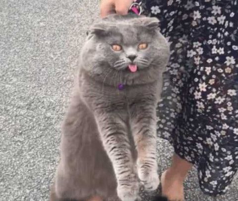 猫咪不想去散步 直接被女主人拎出去 这表情真没谁了