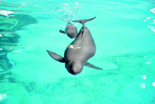 图为:江豚宝宝在寻找母乳.