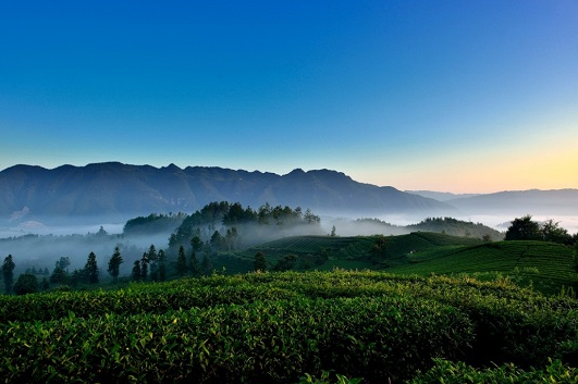 贵山贵水中,藏着世界茶叶的"鼻祖"|贵州|化石|古茶树_新浪新闻