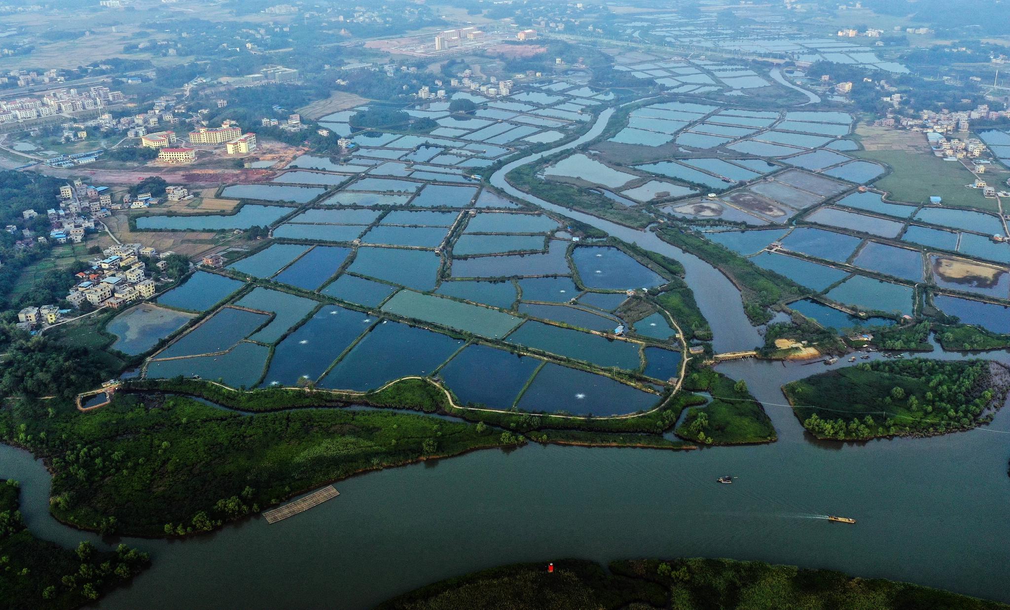 广西钦州虾塘水墨美如画