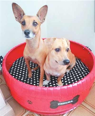 回收了6000多个废弃轮胎,把它们制作成了1500个可爱又舒适的猫窝狗窝