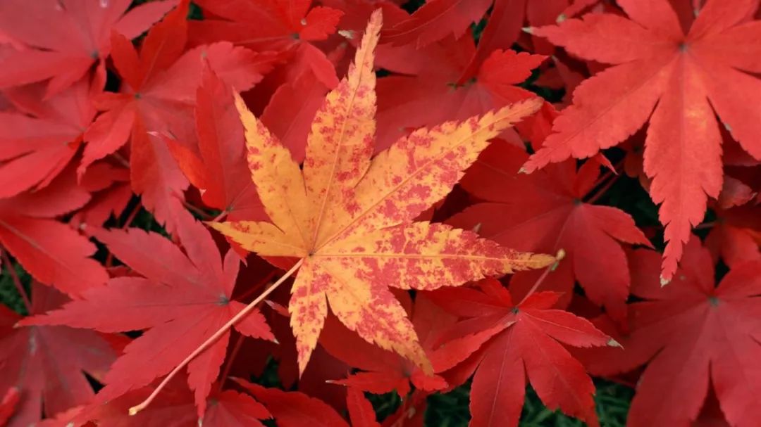 诗词丨既然秋风起,何不赏枫去|萧萧|枫叶|秋风_新浪新闻