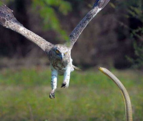 猫头鹰欲捕食毒蛇 毒蛇的一个动作让它选择放弃