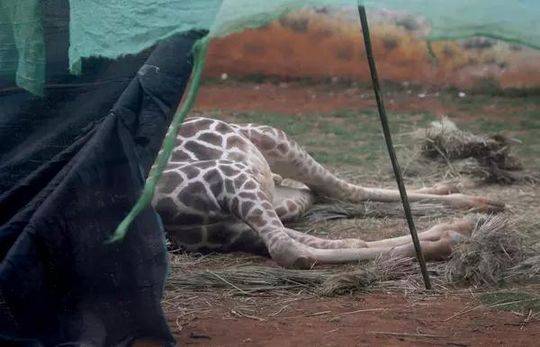 长颈鹿躺下会死图片