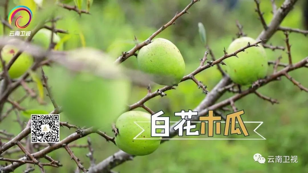 七彩飘香 | 热爱美食,热爱生活,生活才不只是眼前的糟糠