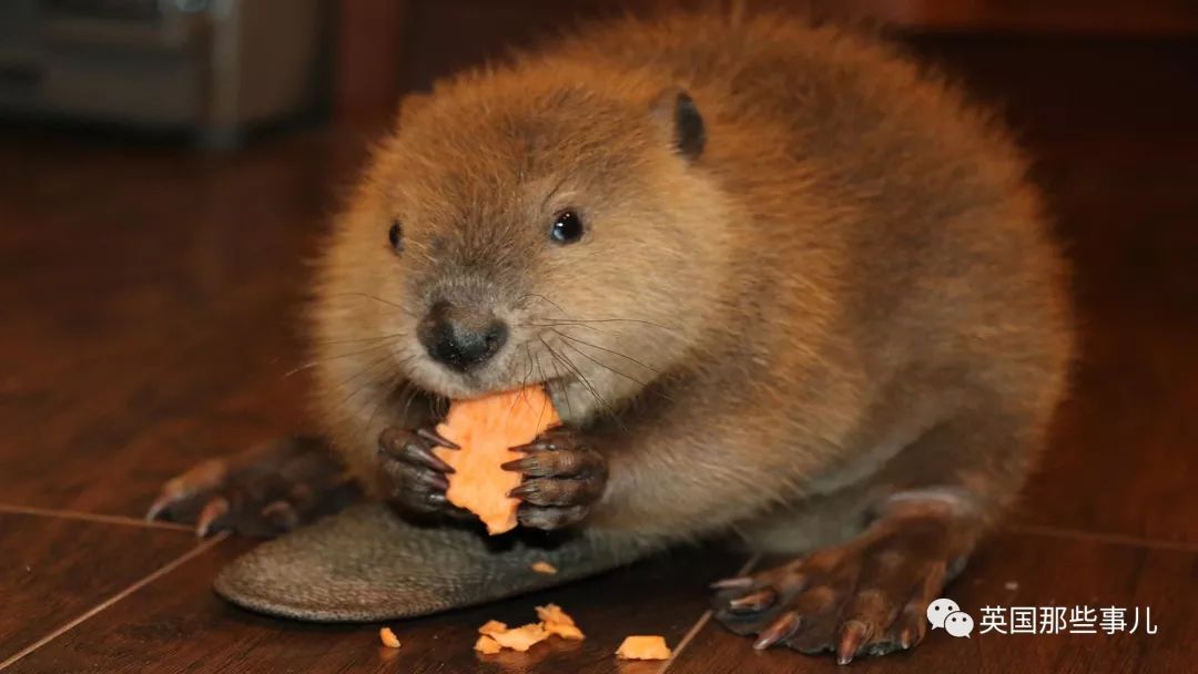 奶音海狸justin beaver强行要在家里修水坝…萌得没一点办法