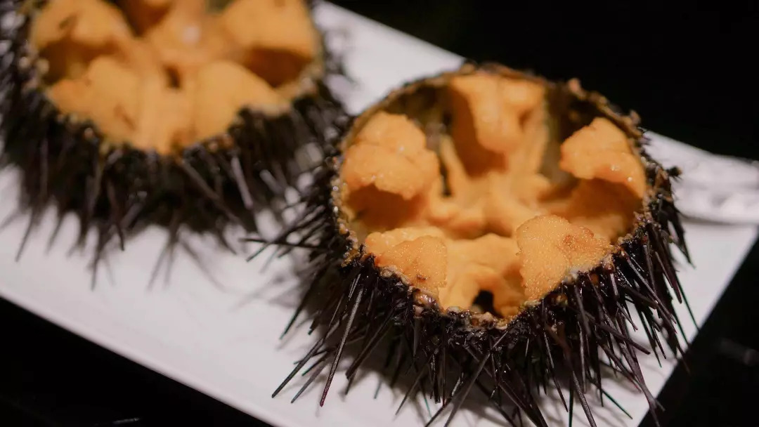令人甘之如饴的鲜美海胆,最美味的季节就剩一个月啦!