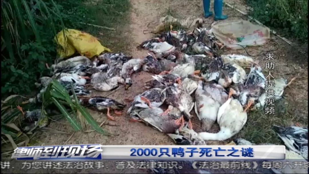 养殖场一星期内2000只鸭子死了大半怎么回事