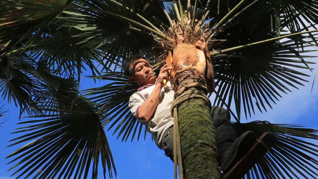 大自然山棕床垫:自然的恩宠,处处透着阳光的味道!