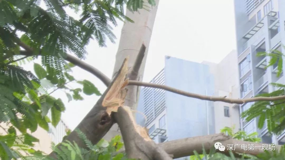 天降横祸！路边等公交时树枝突然断裂，深圳一老汉被砸中头部