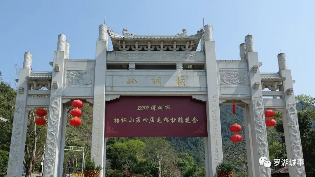 深圳梧桐山已成花海,错过再等一年