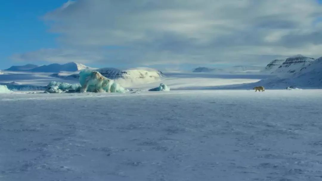 bbc又出逆天神作,每一帧都美到截屏|火烈鸟|海象|纪录片_新浪新闻