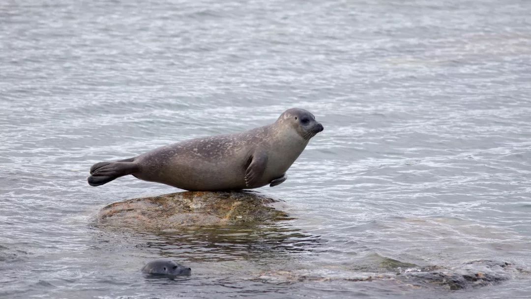 天长日久把地面磨出一个个凹坑,你从来都见不到象海豹上岸下海的过程