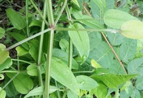 茜草|染料|植物_新浪新闻