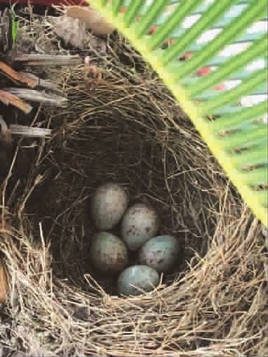 乌鸫筑巢铁树畔五枚宝蛋送喜来