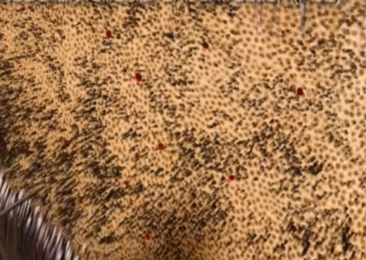 520_370gif 动态图 动图